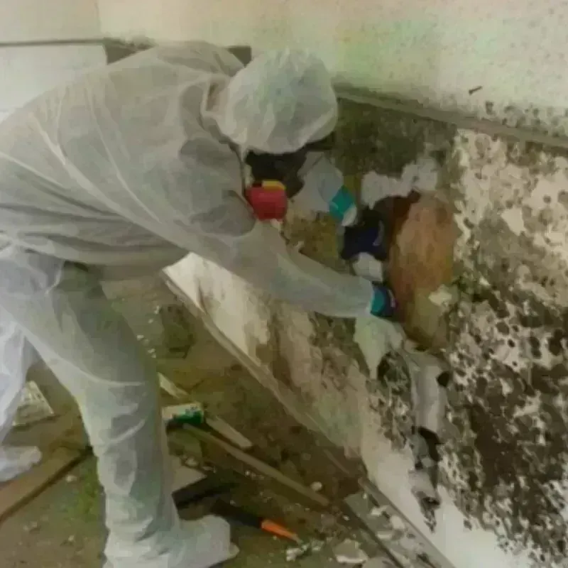 Mold Remediation and Removal in Menomonie, WI